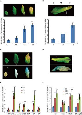 DEAR4, a Member of DREB/CBF Family, Positively Regulates Leaf Senescence and Response to Multiple Stressors in Arabidopsis thaliana